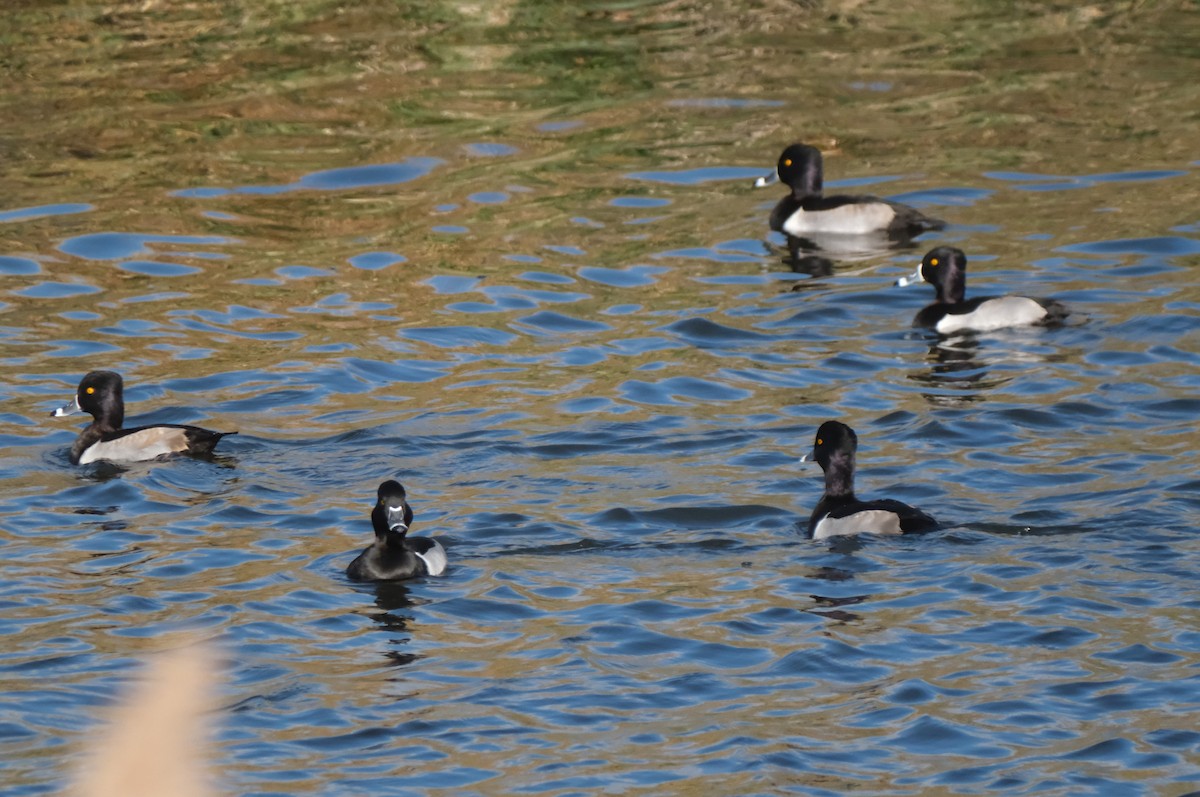 Moretta dal collare - ML645616387