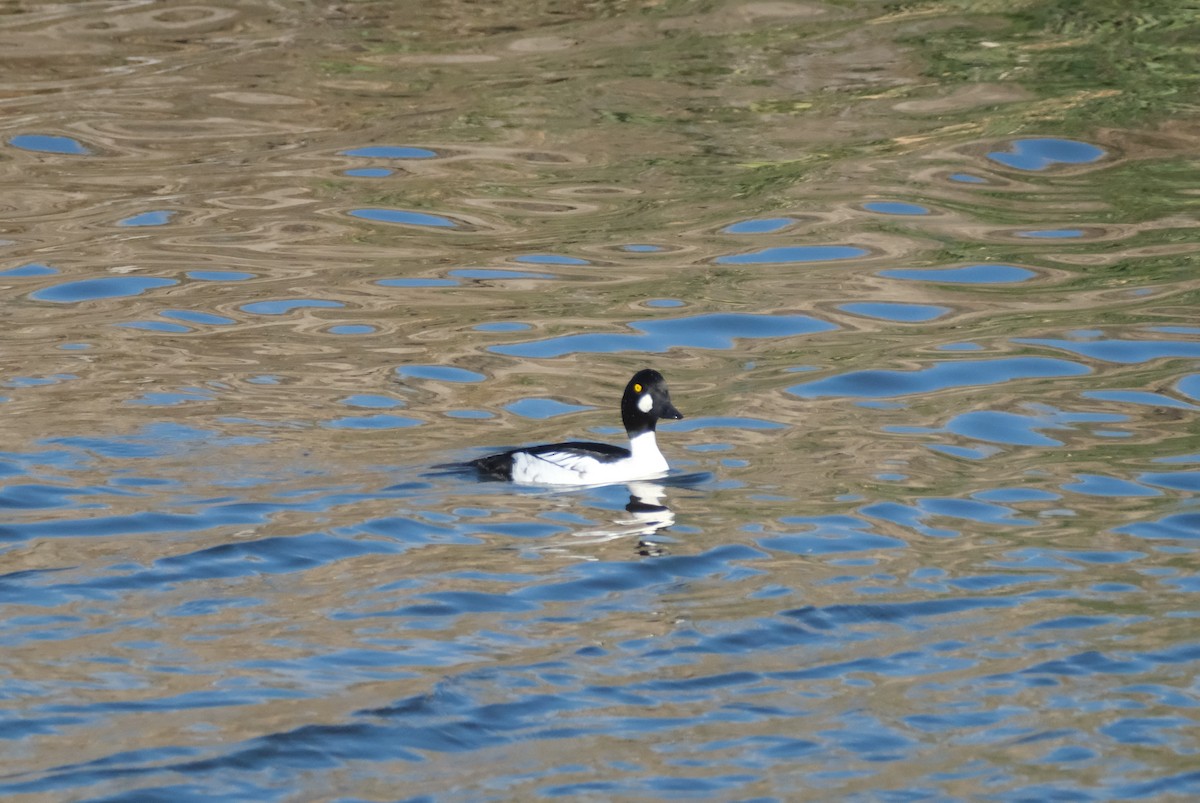 Quattrocchi - ML645616395