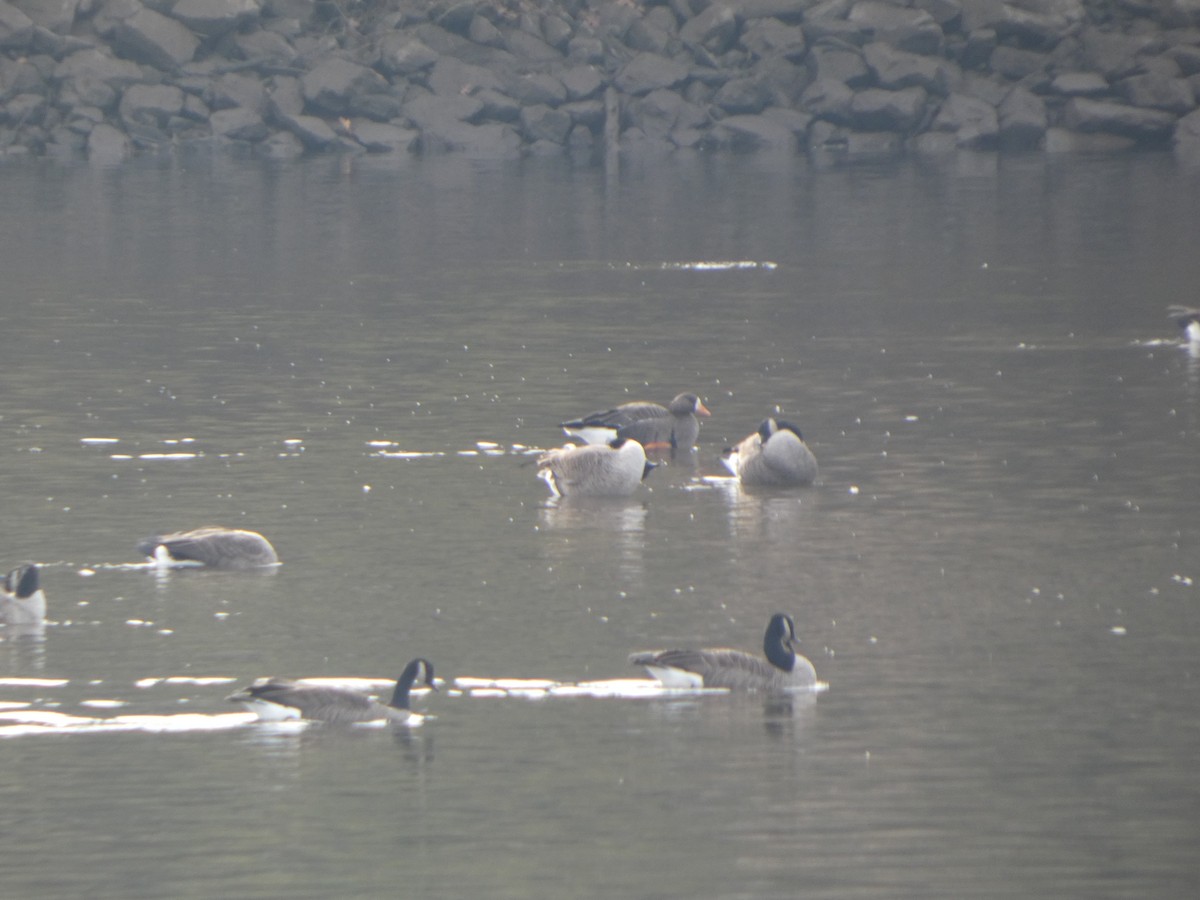 Greater White-fronted Goose - ML645616399