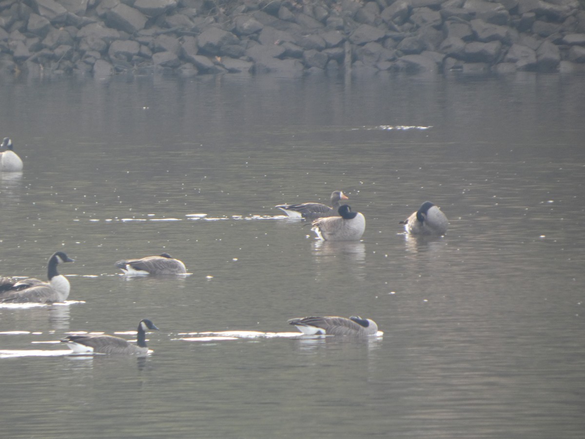 Greater White-fronted Goose - ML645616400