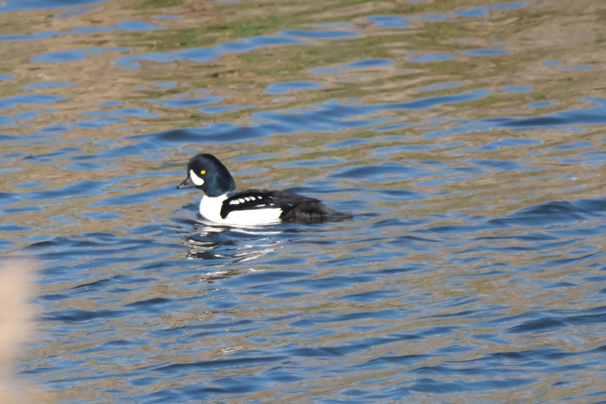 Barrow's Goldeneye - ML645616401