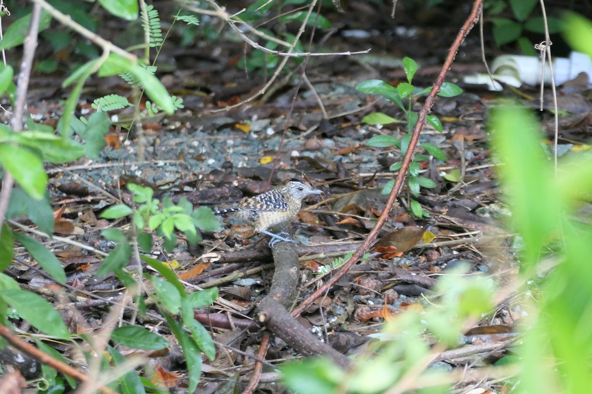 Barred Antshrike - ML645616403