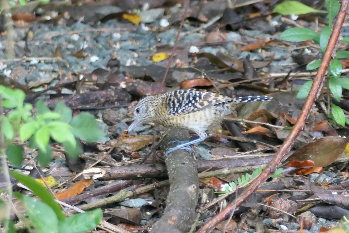 Barred Antshrike - ML645616404