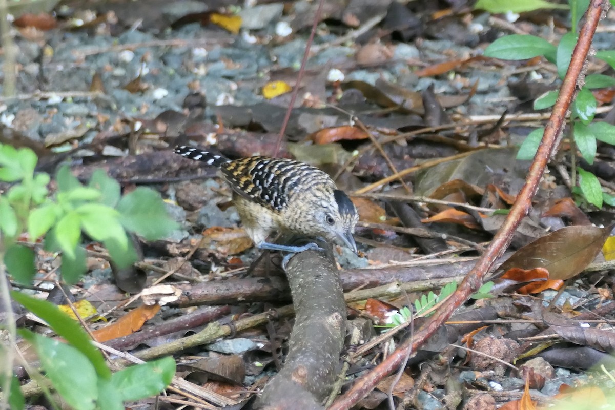 Barred Antshrike - ML645616405