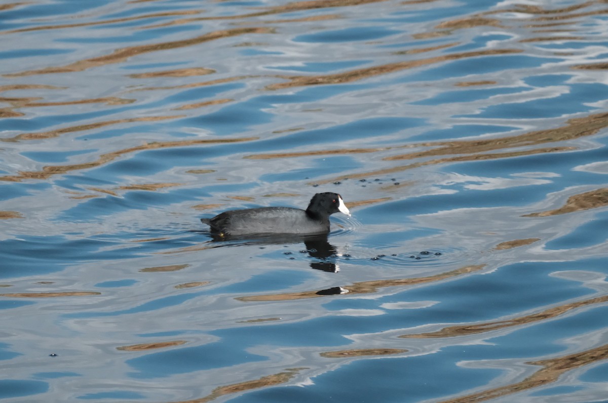 American Coot - ML645616411