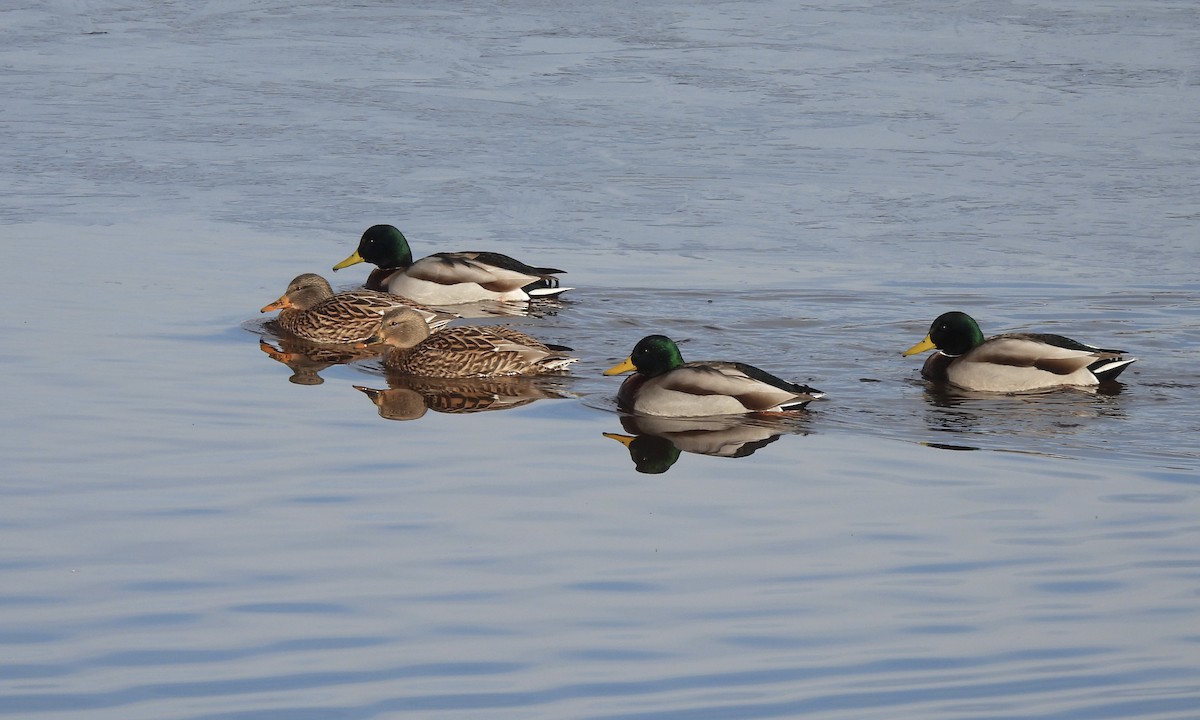 Mallard - ML645616417