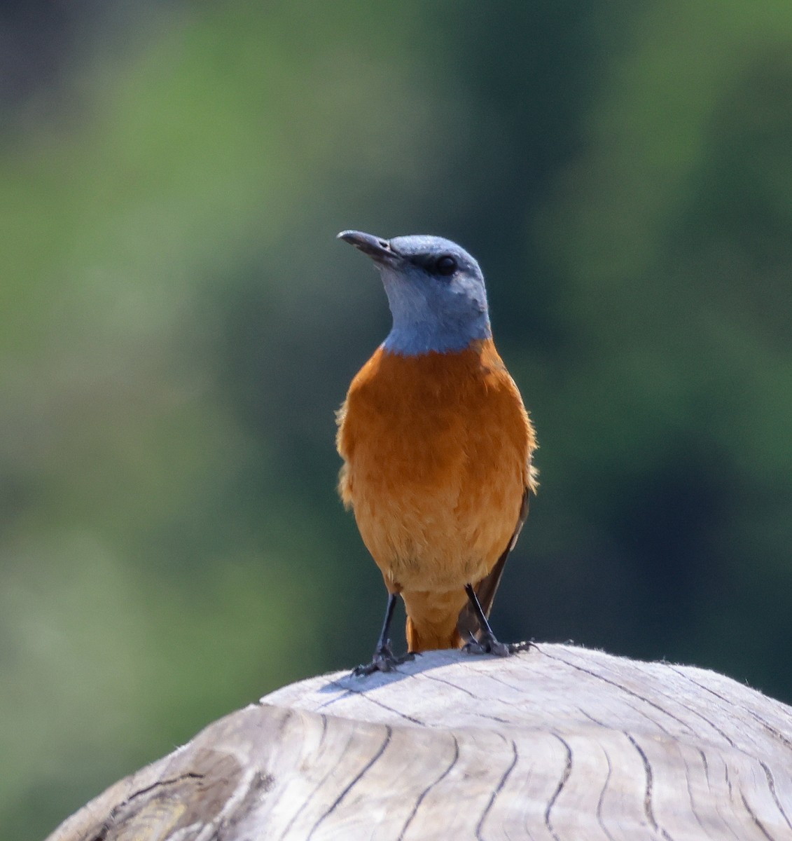Cape Rock-Thrush - ML645616420