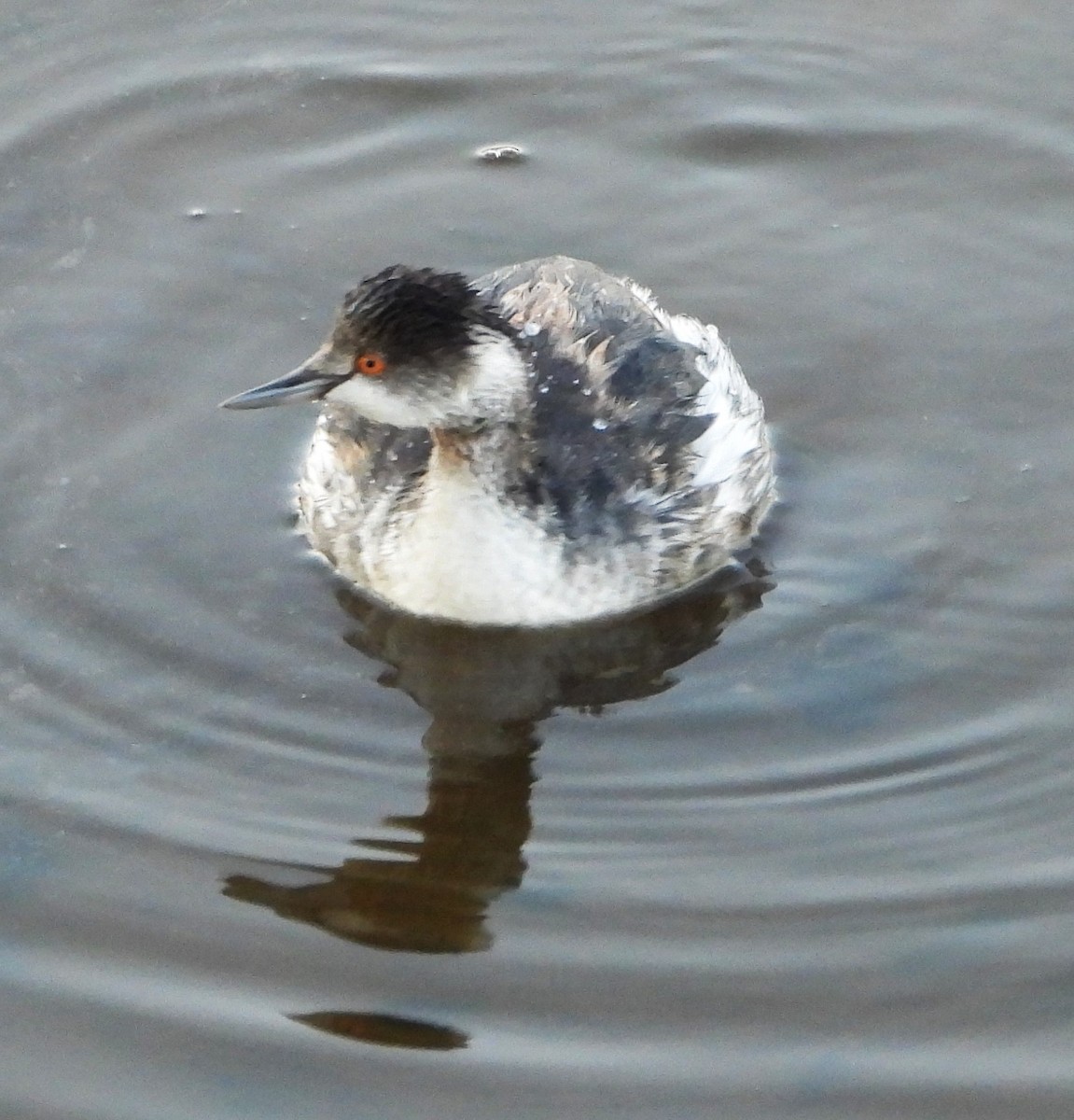 Schwarzhalstaucher - ML645616427