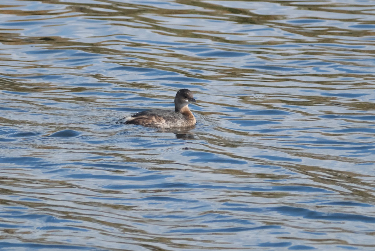 Pied-billed Grebe - ML645616428
