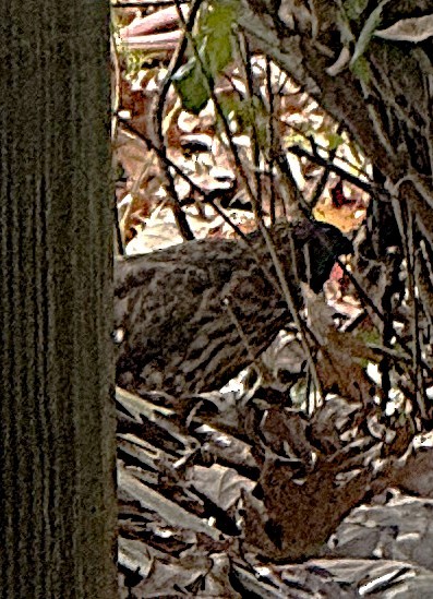 נץ בלתי-מזוהה - ML645616432