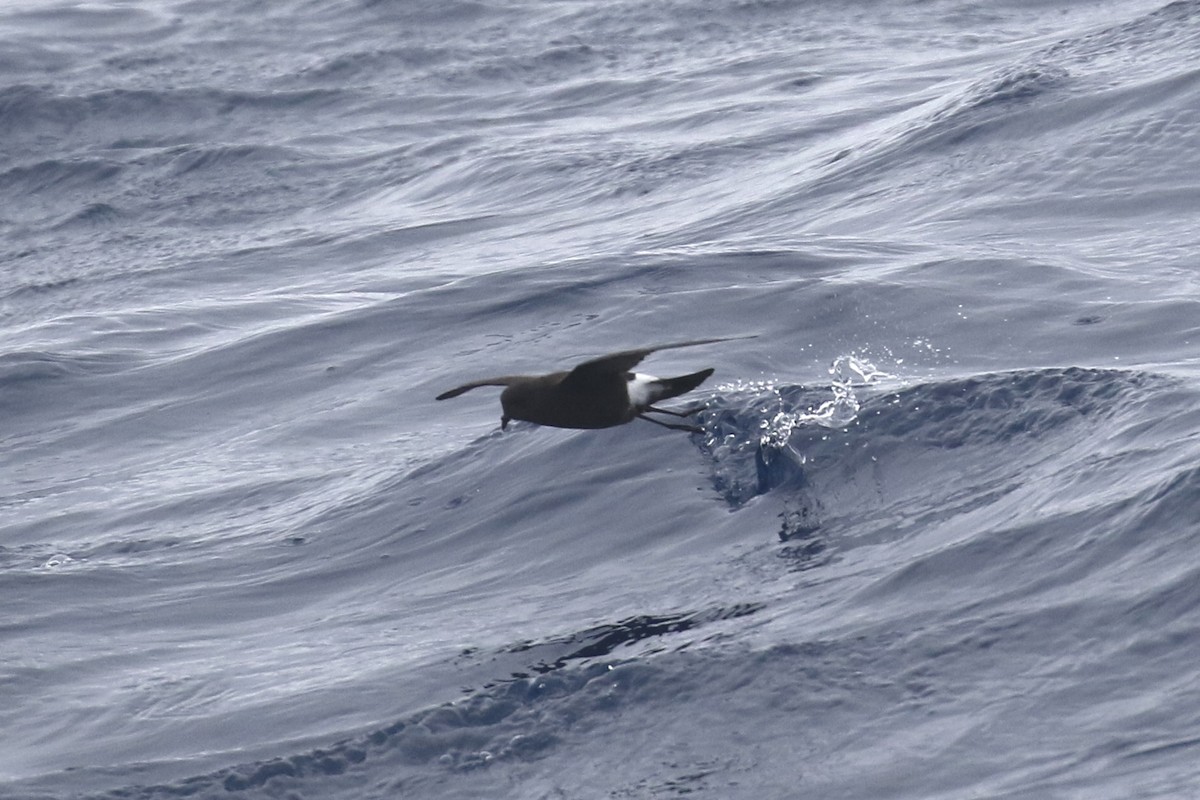 buřníček žlutonohý - ML645616438