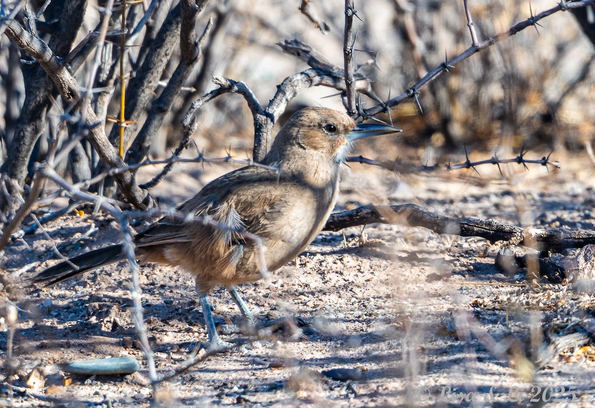 ノドジロエボシカマドドリ - ML645616440