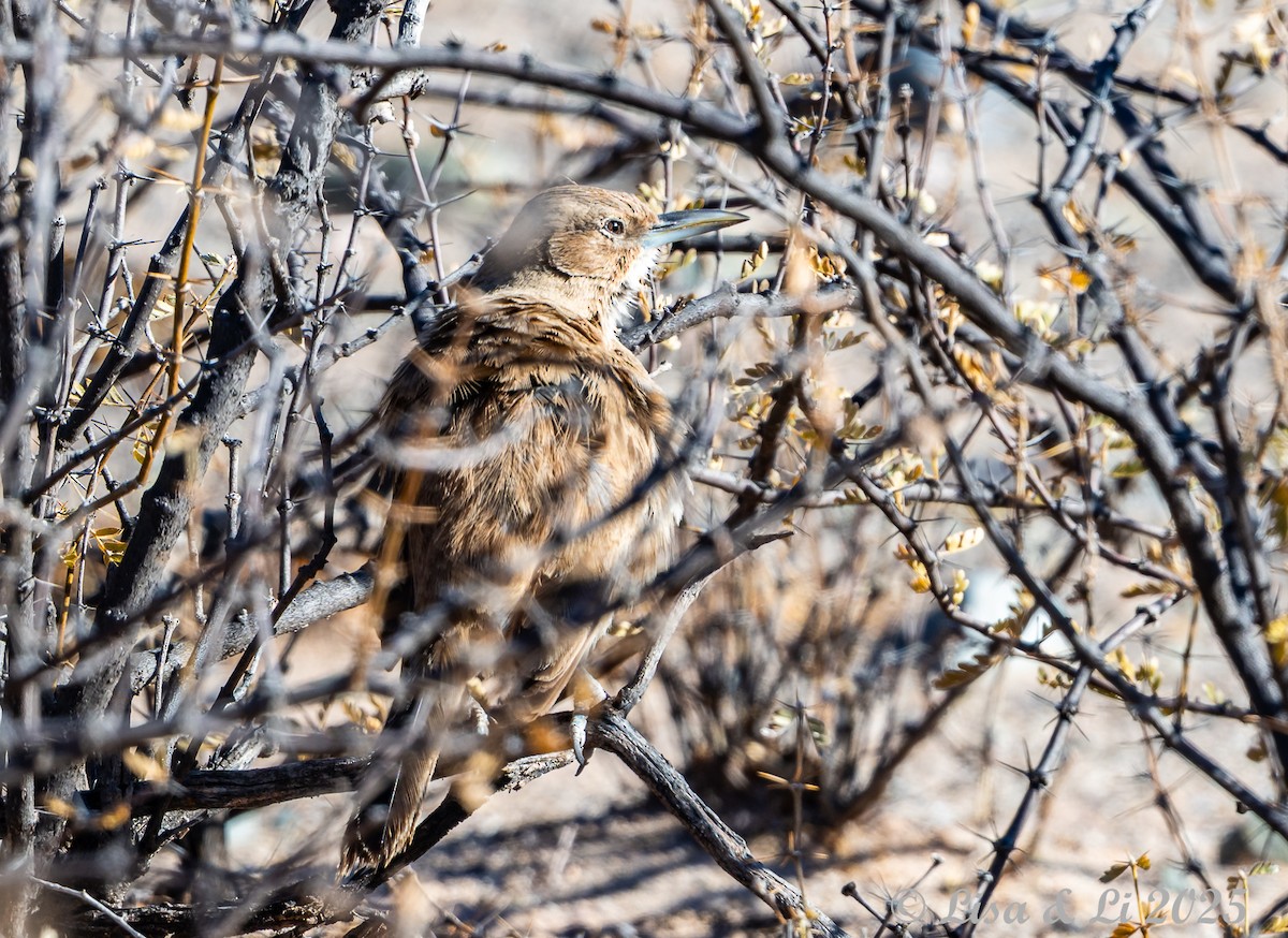 ノドジロエボシカマドドリ - ML645616441