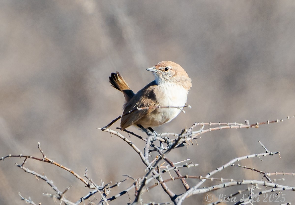 Sandy Gallito - ML645616446