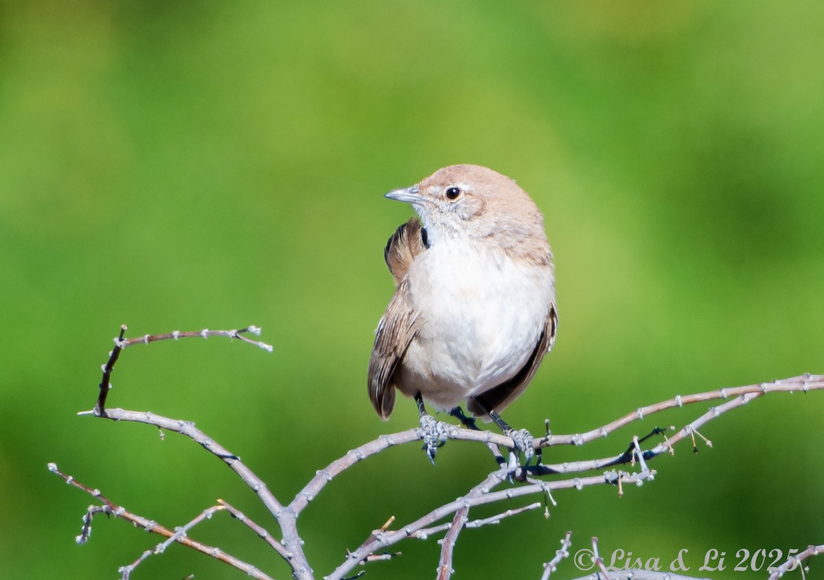 Sandy Gallito - ML645616448