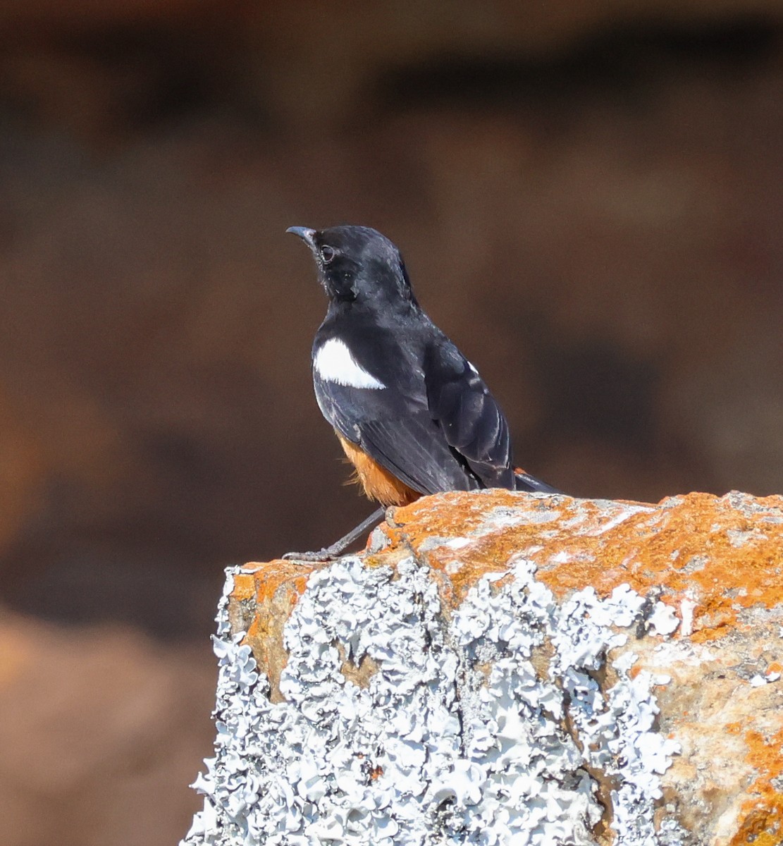 Mocking Cliff-Chat - ML645616454