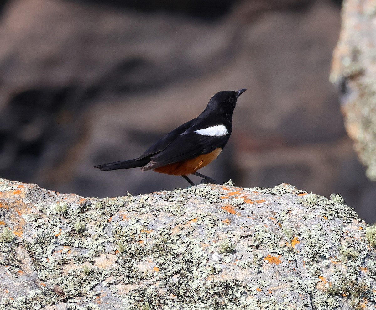 Mocking Cliff-Chat - ML645616455