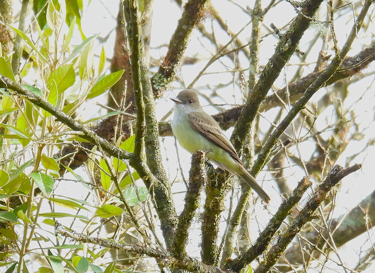 Swainson's Flycatcher - ML645616493