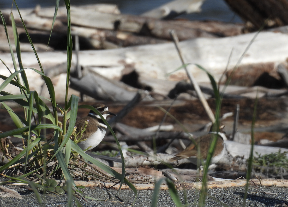 Killdeer - ML645616505