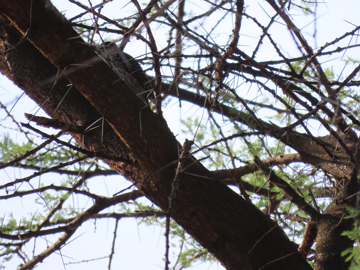 Cardinal Woodpecker - ML645616508