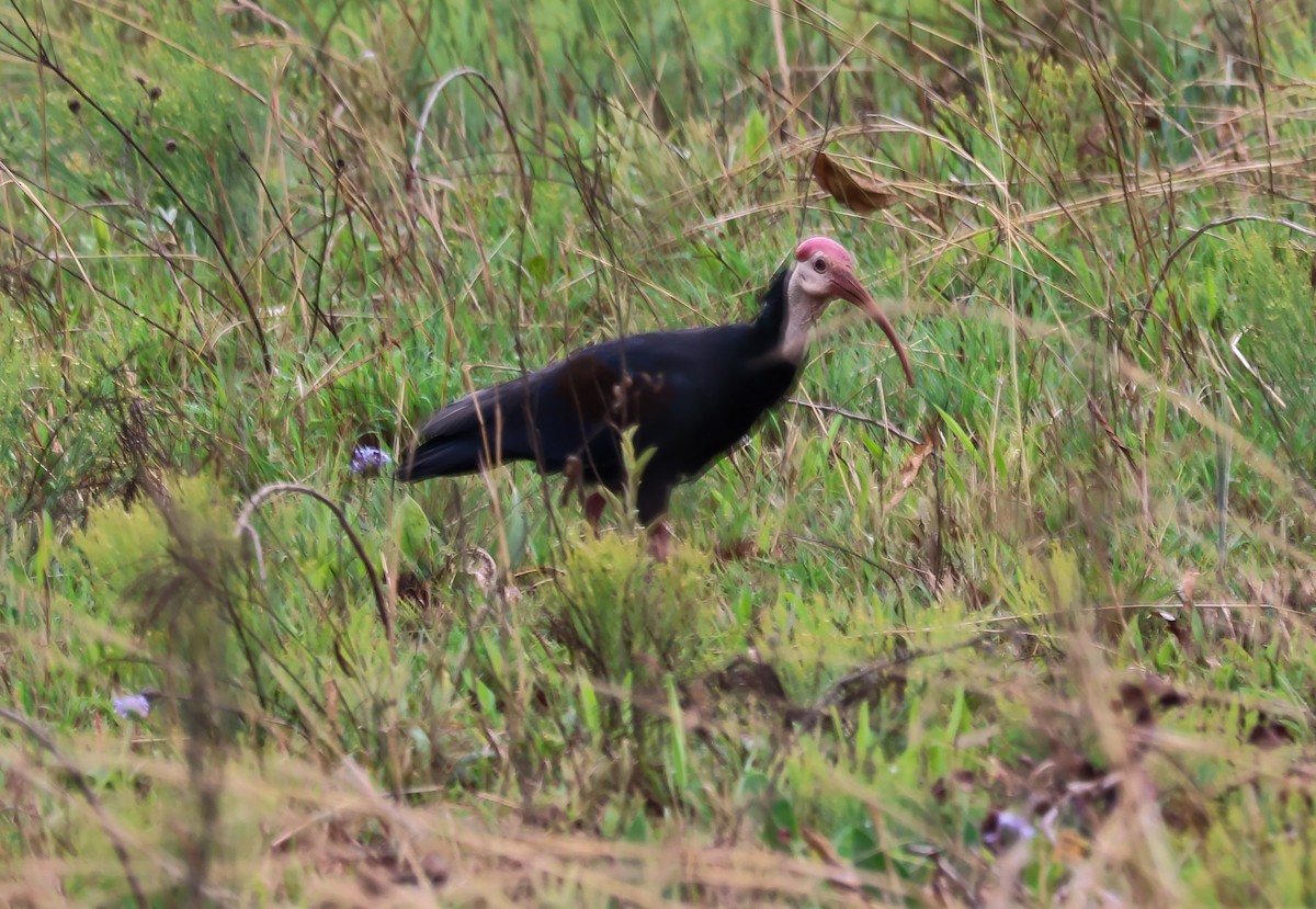 Southern Bald Ibis - ML645616517
