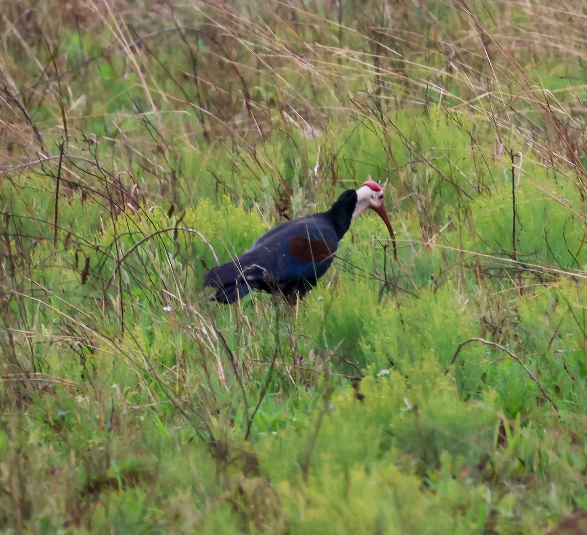 Southern Bald Ibis - ML645616518