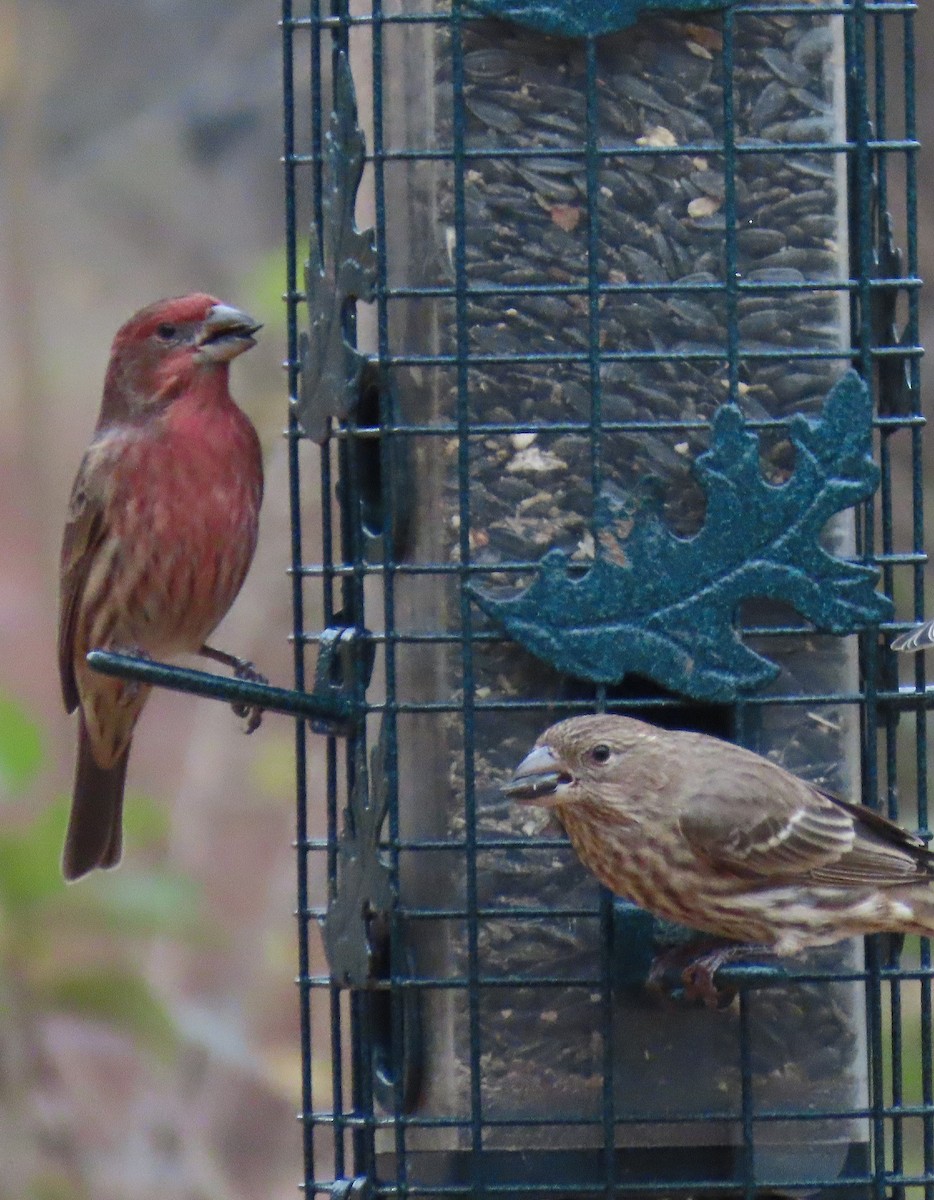 House Finch - ML645616519