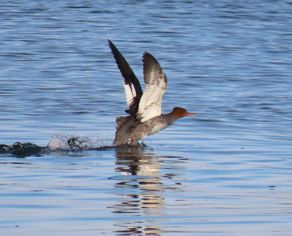 Red-breasted Merganser - ML645616520