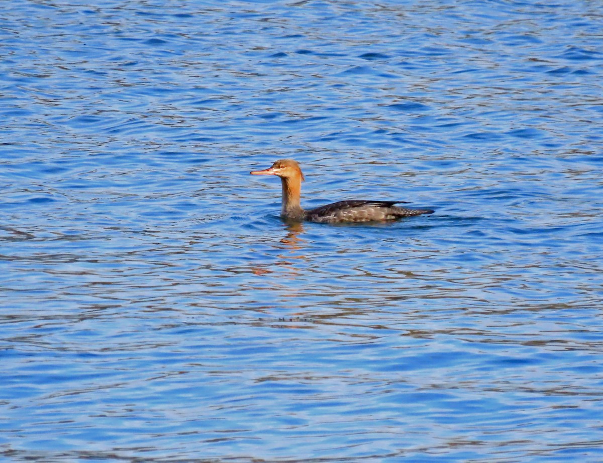 Red-breasted Merganser - ML645616522