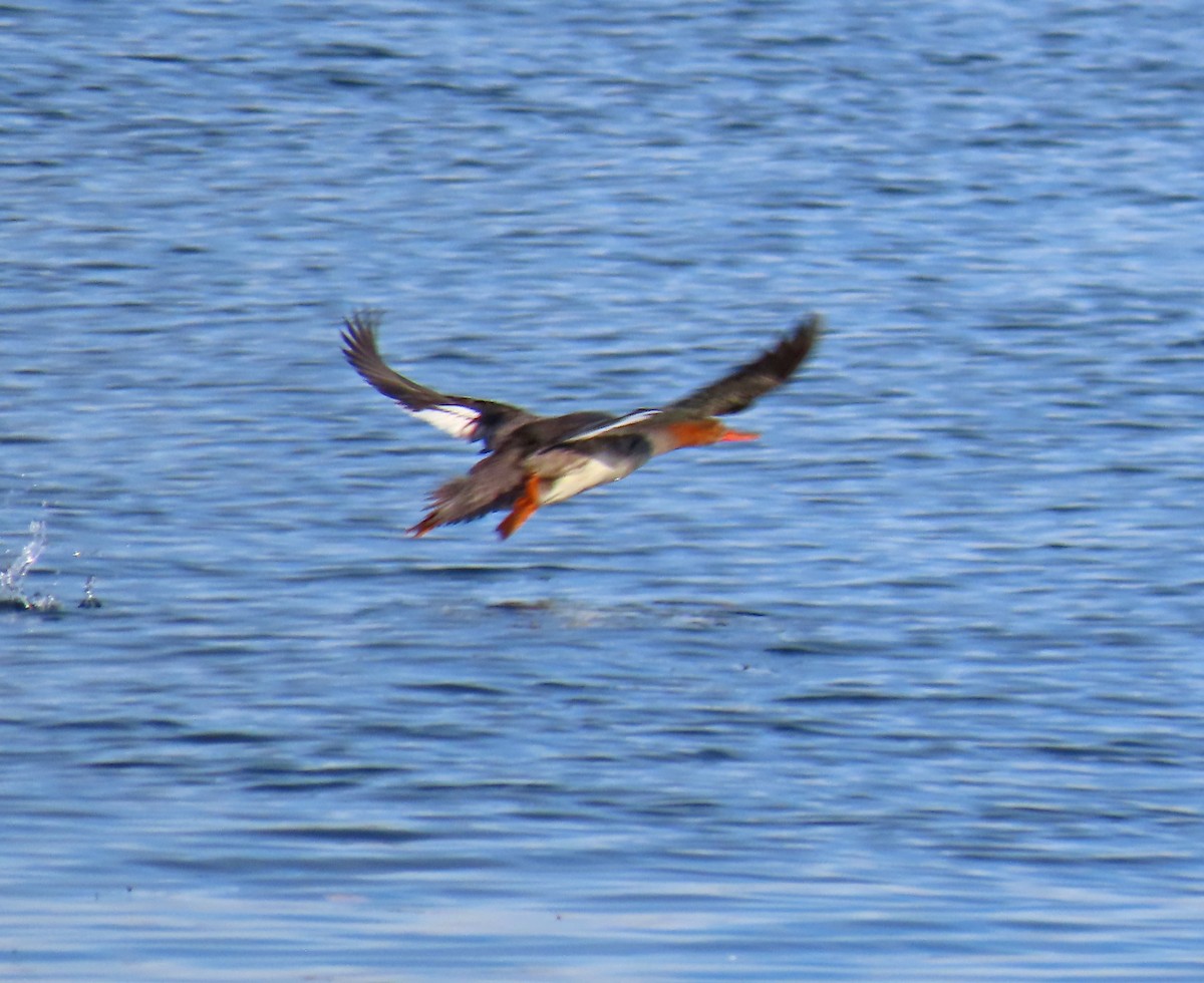 Red-breasted Merganser - ML645616523