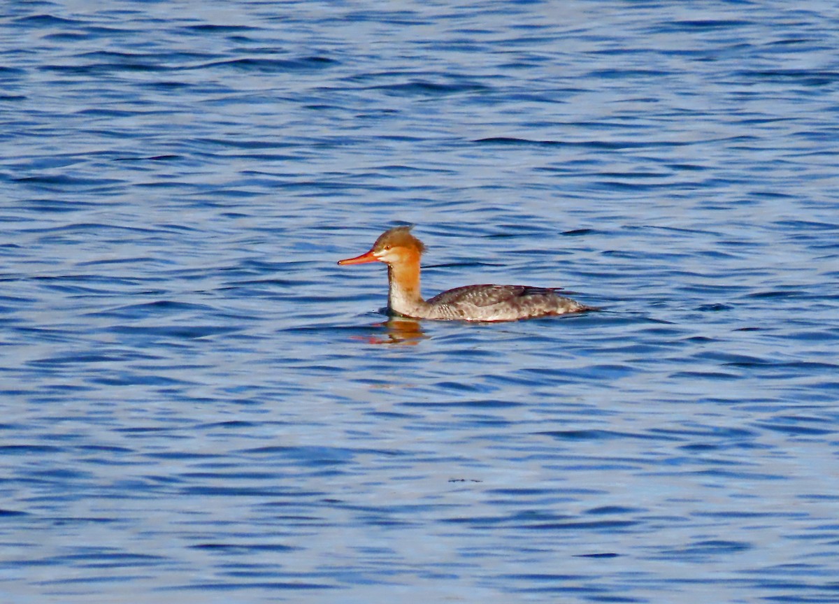 Red-breasted Merganser - ML645616524