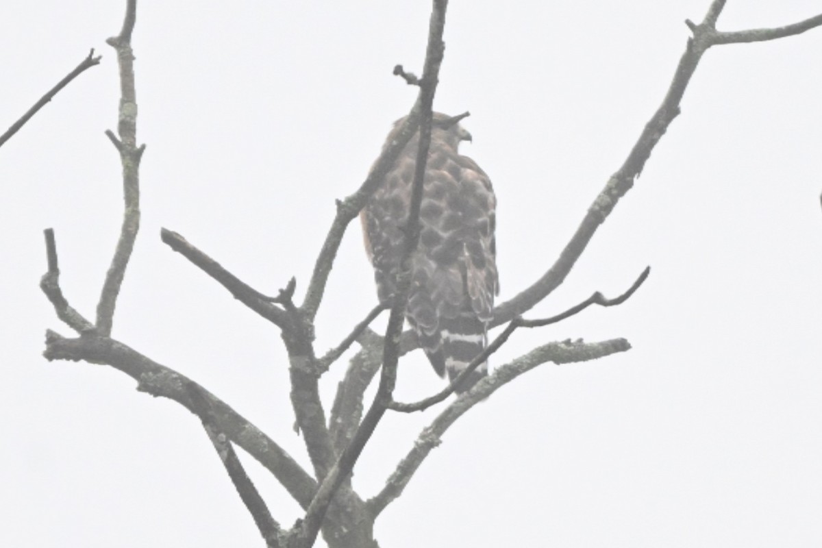 Red-shouldered Hawk - ML645616525