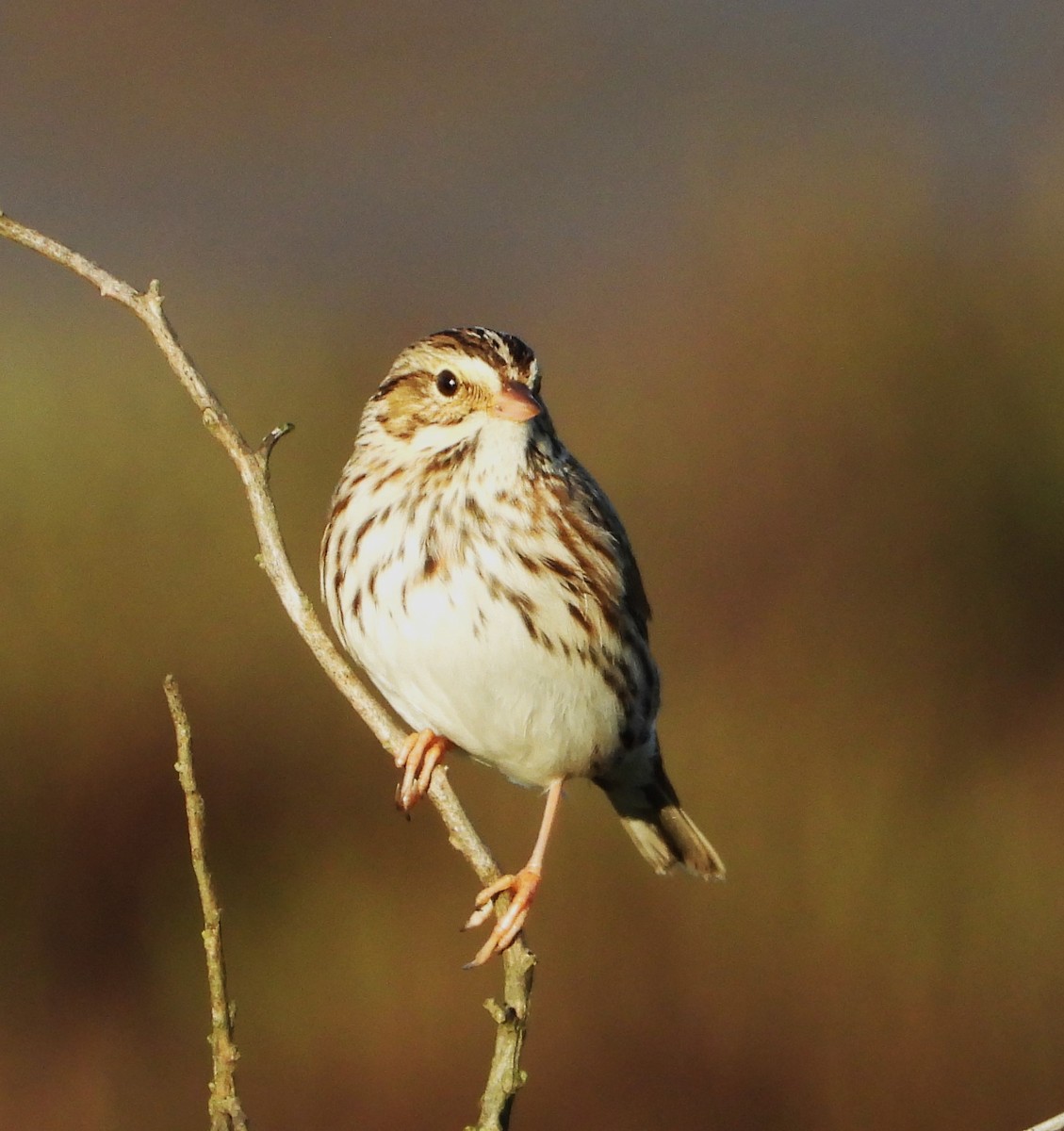 Savannah Sparrow - ML645616533