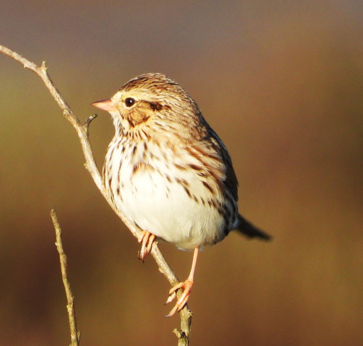 Savannah Sparrow - ML645616534