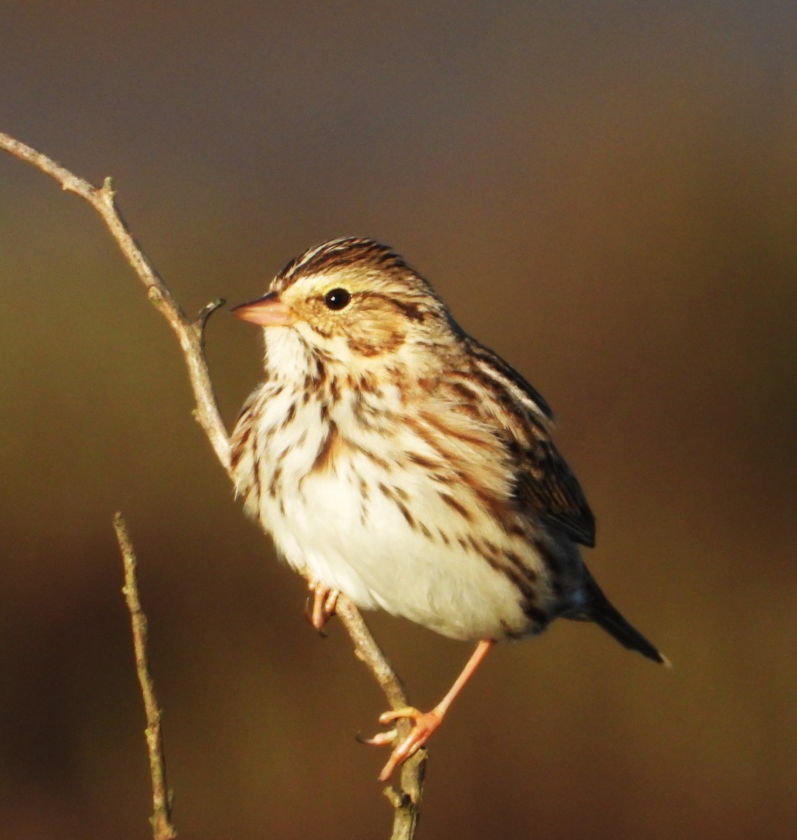 Savannah Sparrow - ML645616535
