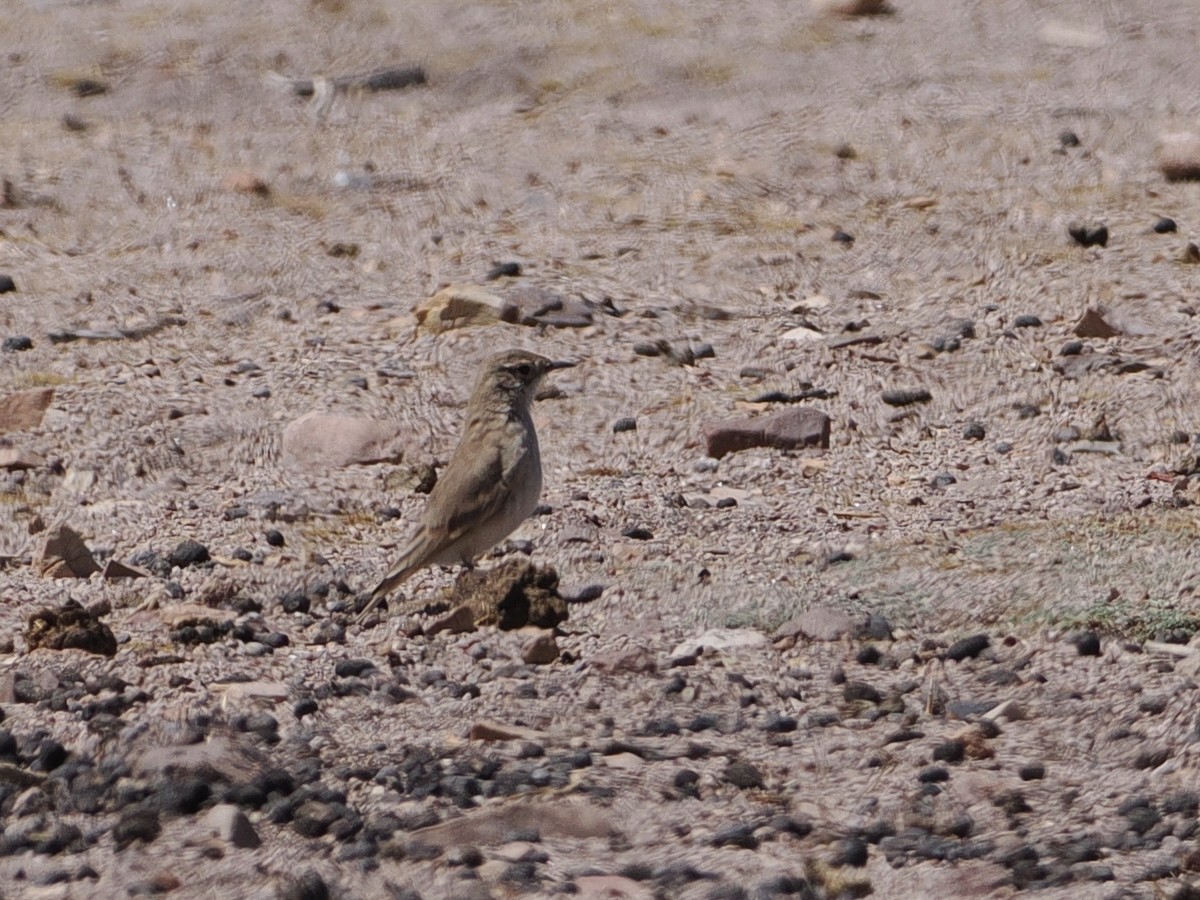 Puna Miner - ML645616543