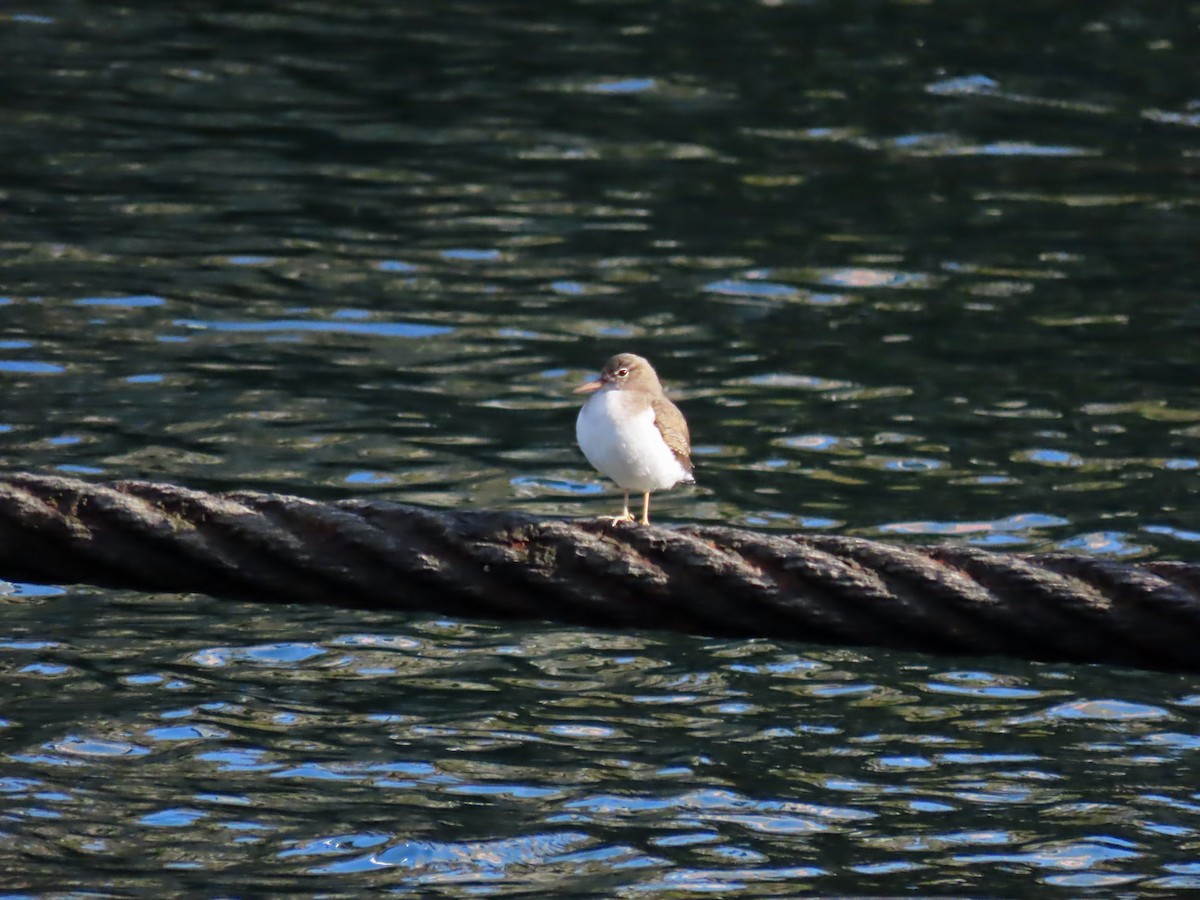 Spotted Sandpiper - ML645616545
