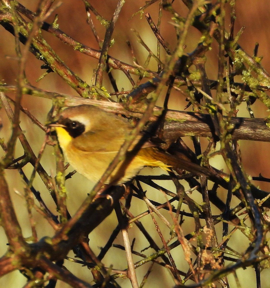 Common Yellowthroat - ML645616556