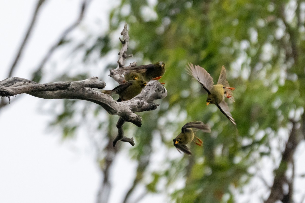 スズミツスイ - ML645616566