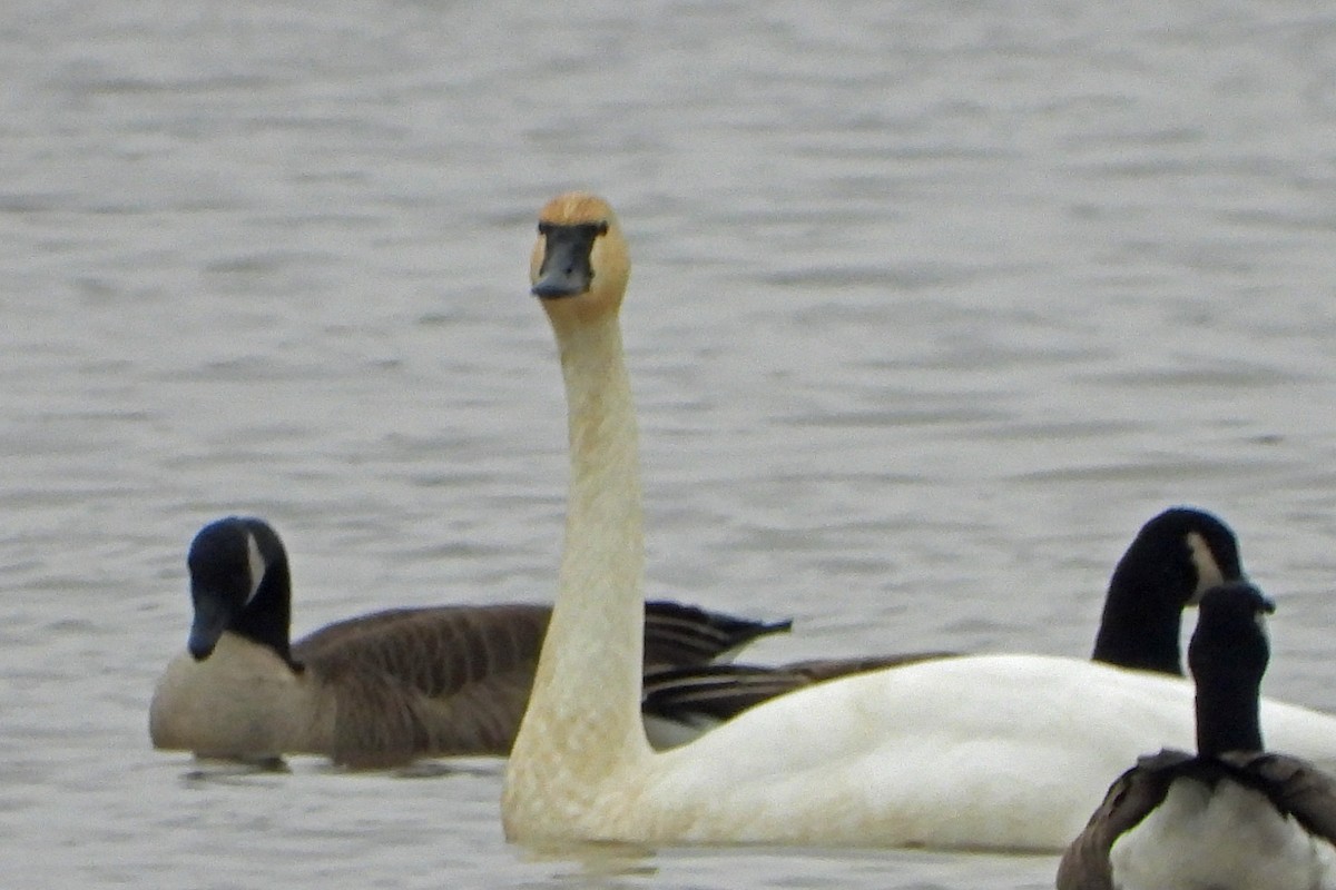 Tundra Swan - ML645616568