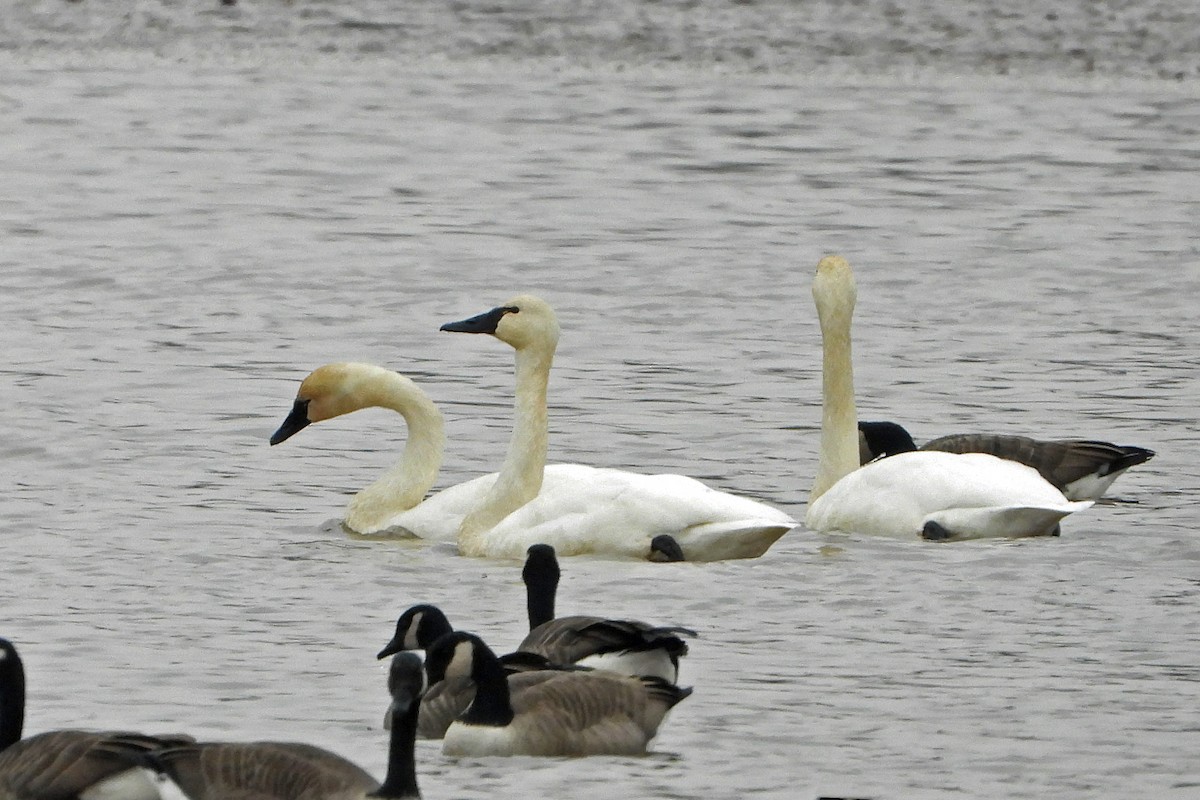 Tundra Swan - ML645616569
