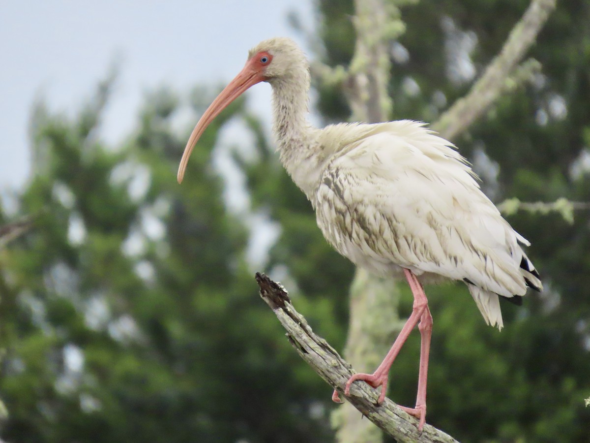 Белый ибис - ML645616572