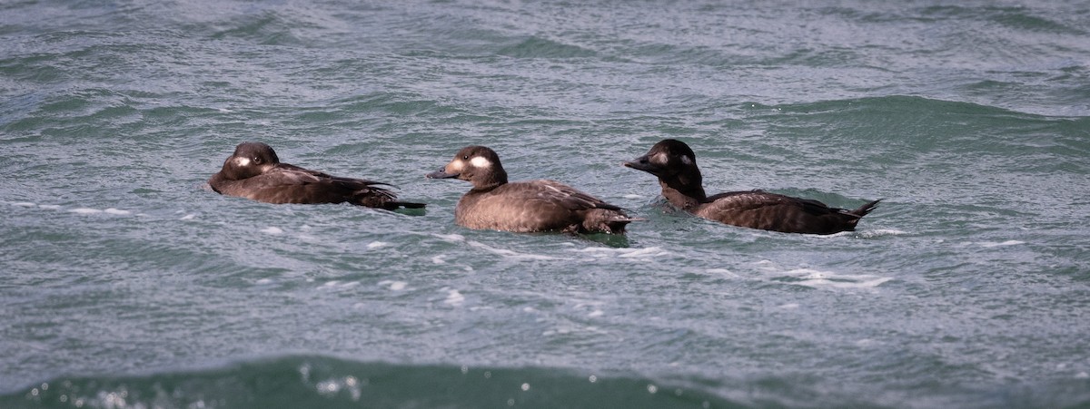 Белокрылый турпан - ML645616574