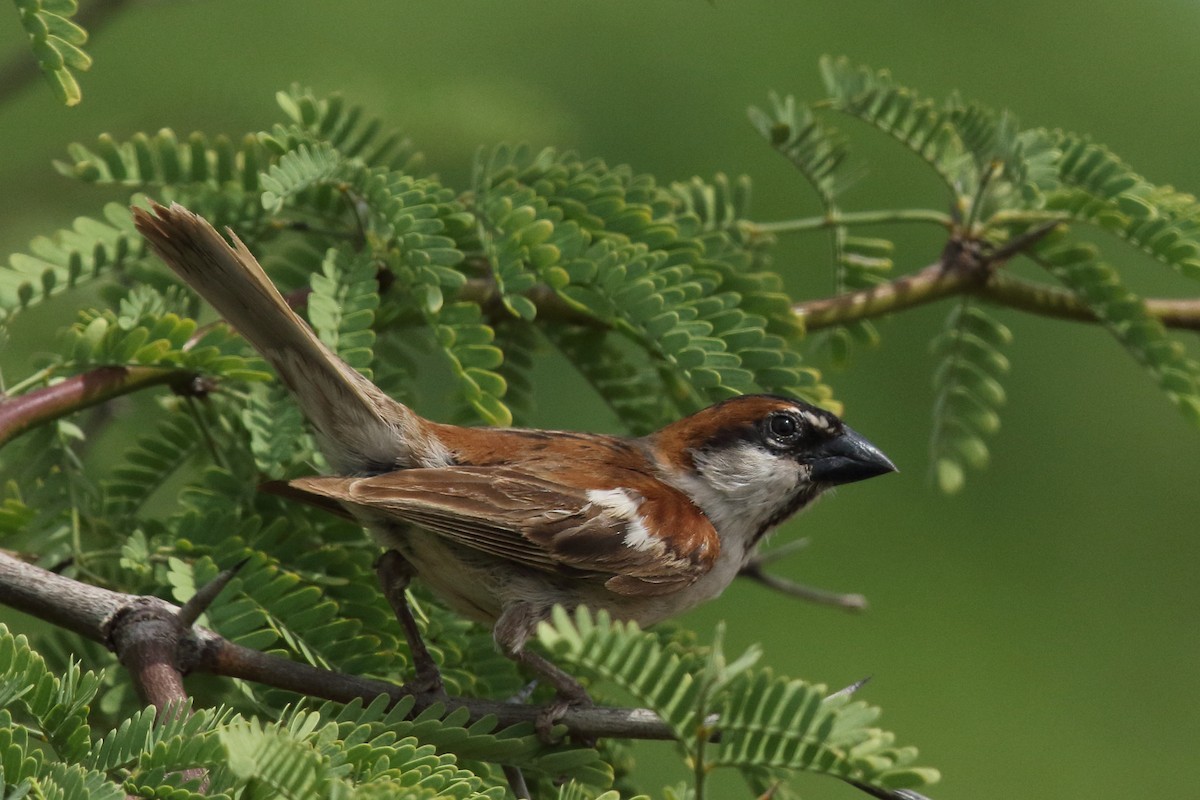 Кабо-вердианский воробей - ML645616579