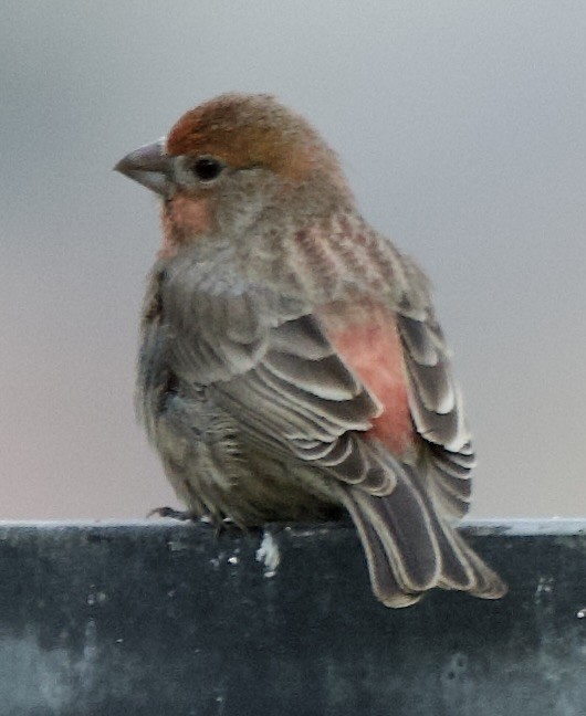 Мексиканская чечевица - ML645616581