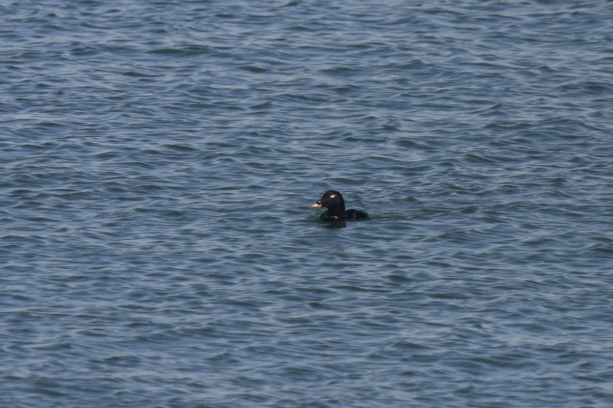 Белокрылый турпан - ML645616583