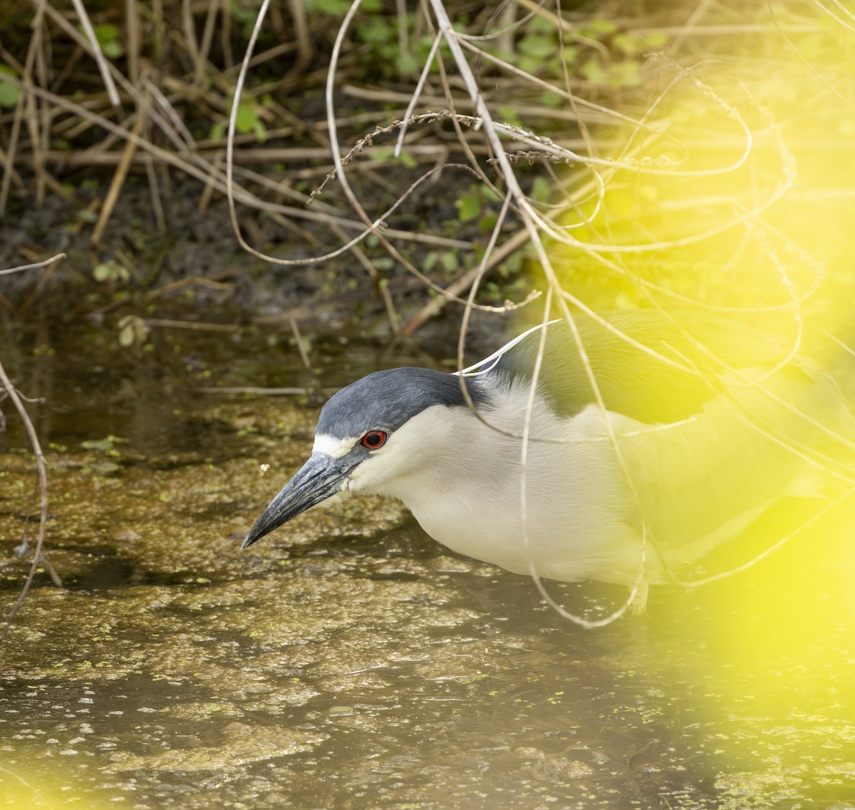 Кваква - ML645616584