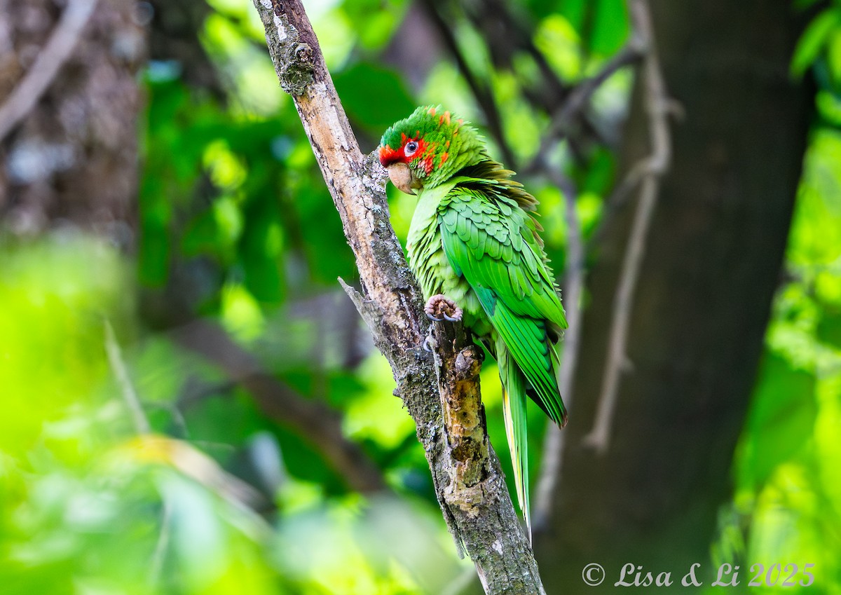 Краснолицая аратинга - ML645616585