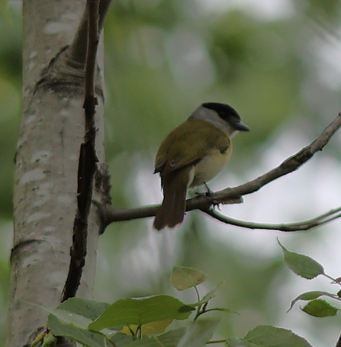 Желтогрудый бекард - ML645616586