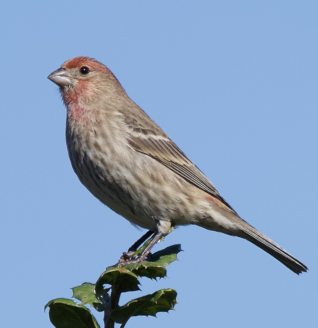 Мексиканская чечевица - ML645616587